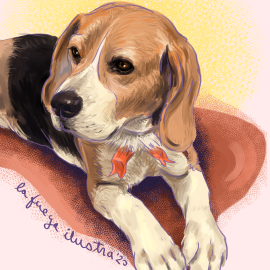 02_Sofia beagle